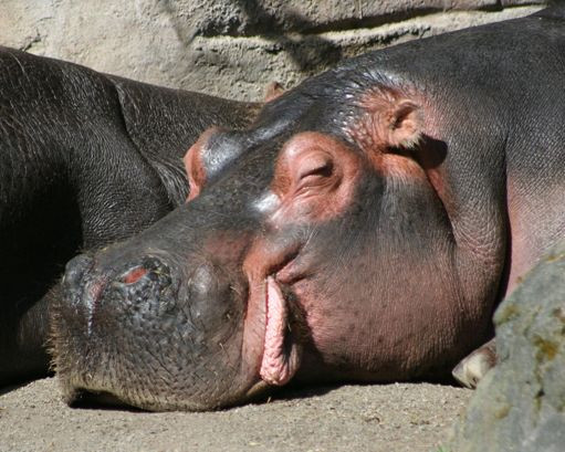 hippo_791808.jpg