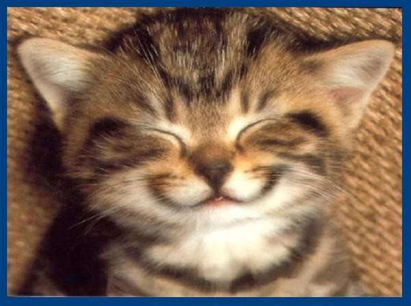 gatto che ride.jpg