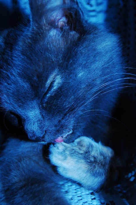 gatto blu.jpg