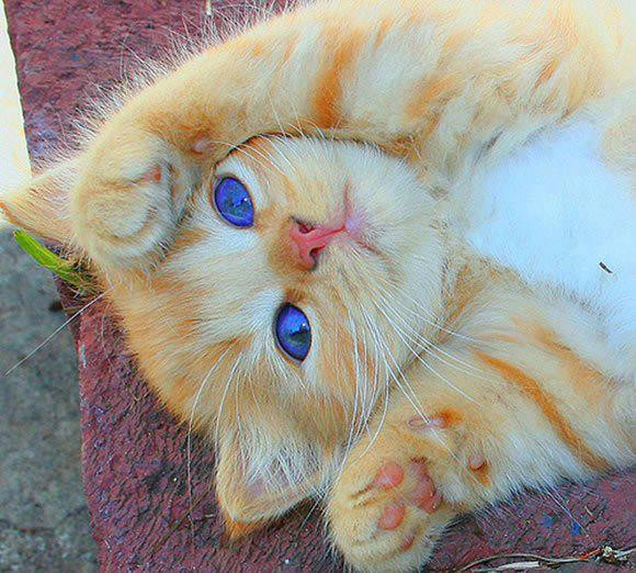 troppo..bello!.jpg