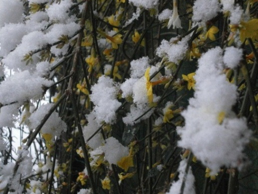 gelsomino_neve.jpg