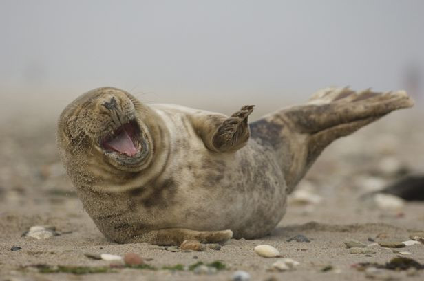 foca.jpg
