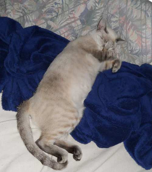 nannazzurra.jpg