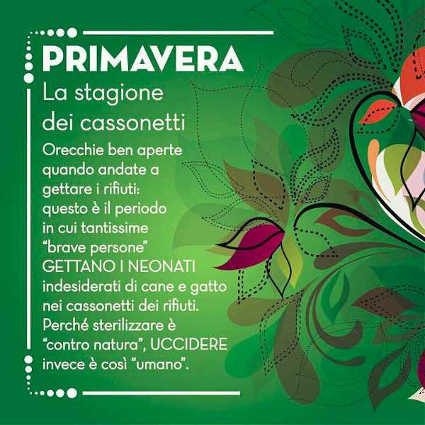 primavera-cass.jpg