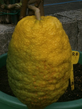 cedro.jpg