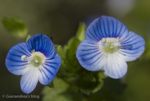 fiore6.jpg