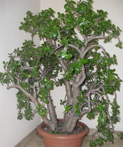 Crassula.JPG