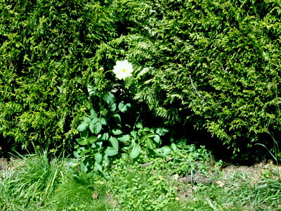 UN FIORE SBUCA DAL BOSCO.jpg