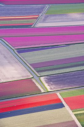 tulipano mania.jpg