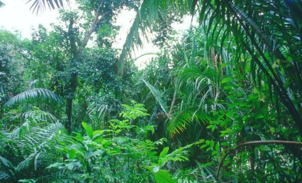 foresta pluviale.jpg