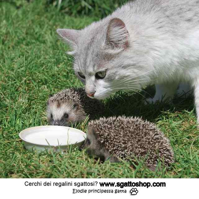 merenda.jpg