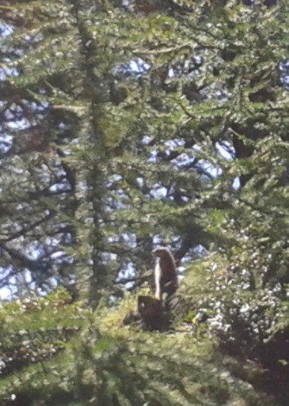marmotta.jpg