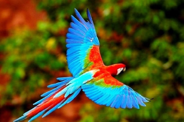 RED_PARQUE_DEL_MANU_-_ara_-_turismo_in_peru_-_Peruresponsabiled.jpg