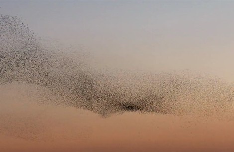 uccelli-in-volo-marsiglia_470x305.jpg