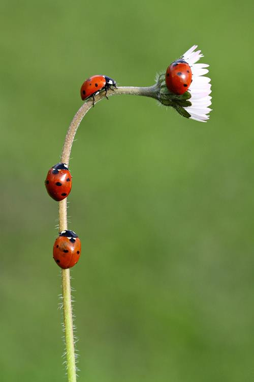 coccinelle.jpg