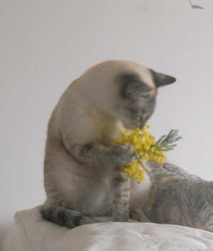 micia-mimosa.jpg