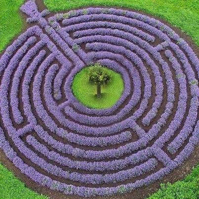 lavanda.jpg