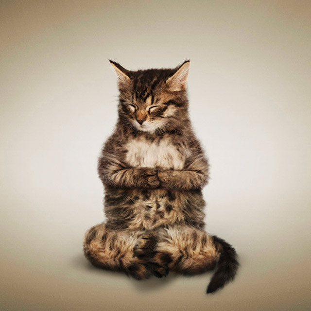 yoga-cats-fluffy.jpg