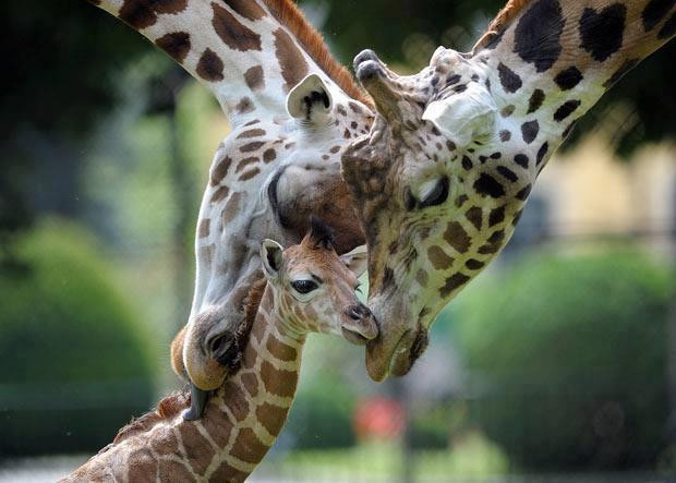 giraffe.jpg