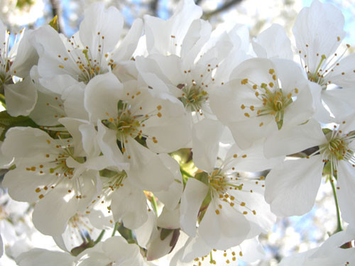 fiori_bianchi.jpg