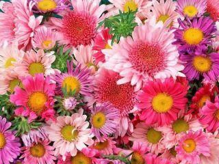fiori.jpg