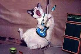 Musicista gatto.jpg