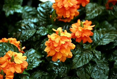 crossandra.jpg