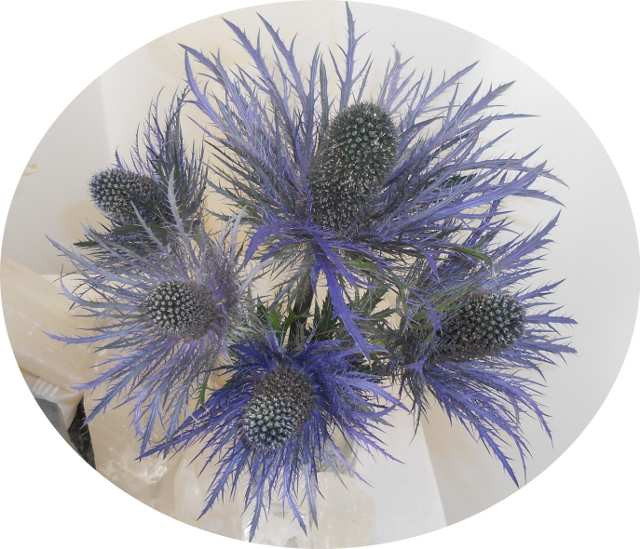 eryngium2.jpg