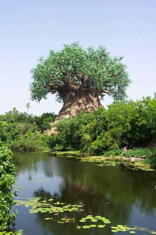 albero.jpg