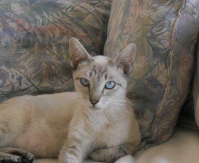 azzurra.jpg