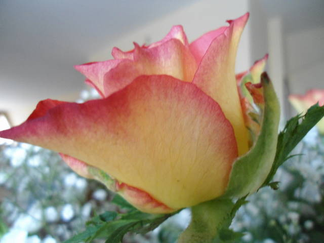 DSC00138.JPG