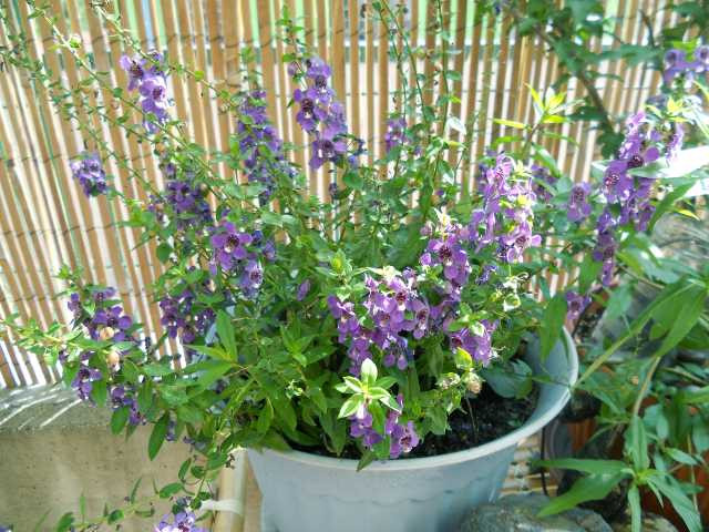 angelonia.JPG