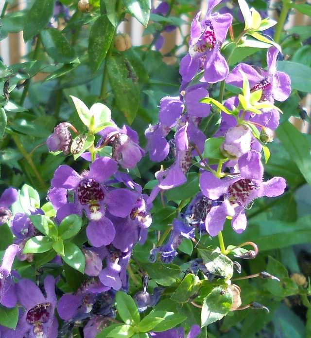 angelonia2.jpg