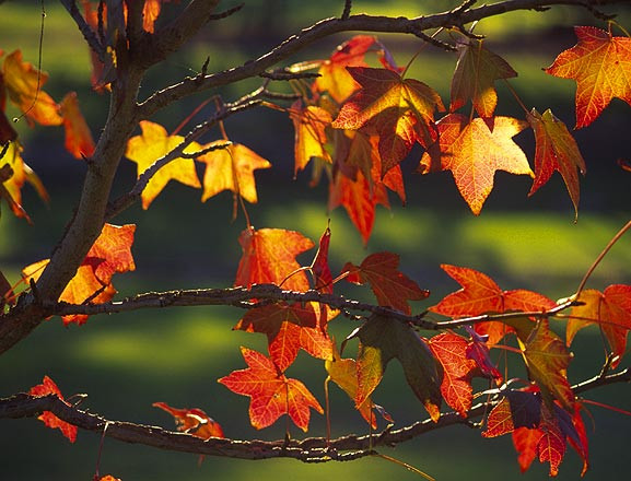 autunno.jpg