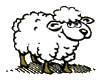 L.sheep